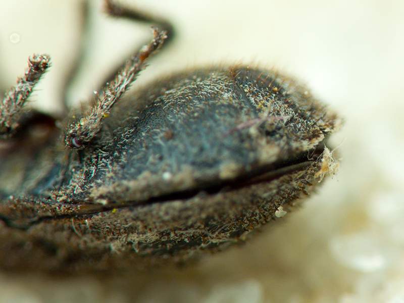 Odontoscelis (Obscuromorpha) hispidula (Jakovlev, 1874)